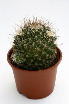 Mammillaria decipiens 