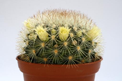 Mammillaria densispina Xichu, Gta., MEX 