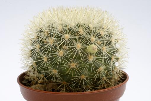 Mammillaria densispina Xichu, Gta., MEX 