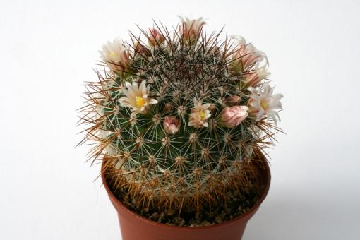 Mammillaria discolor 