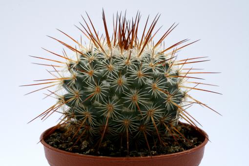 Mammillaria dixanthocentron 