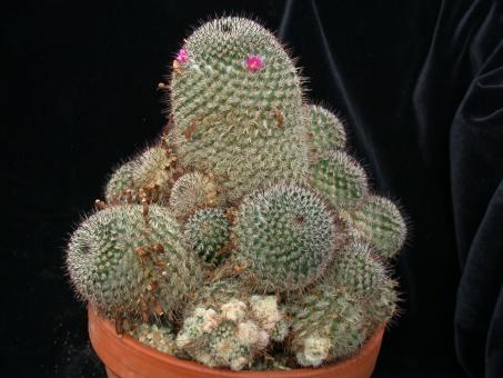 Mammillaria elegans 
