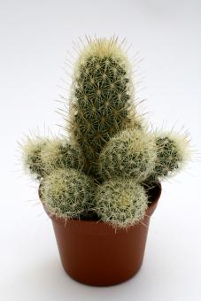 Mammillaria elongata v. echinaria % Penamiller, Qro, MEX 