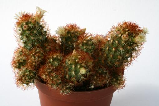 Mammillaria elongata cv. rubrispina % 