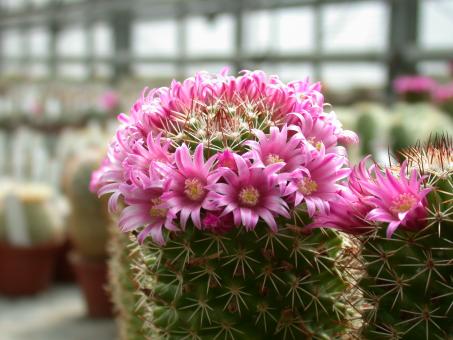 Mammillaria ernestii 