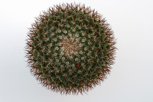 Mammillaria fera-rubra 