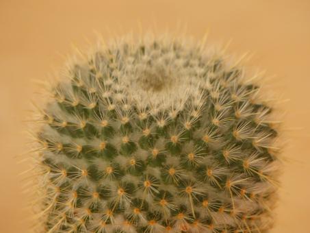 Mammillaria flavicentra 