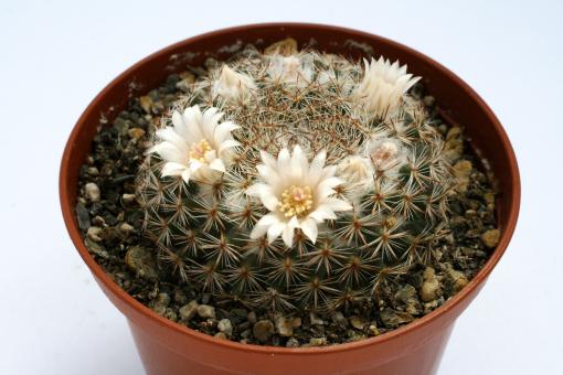 Mammillaria formosa Rep1064 La Jolla, SLP, MEX 