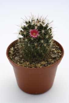 Mammillaria gasterantha Iguala, Guerr, MEX 