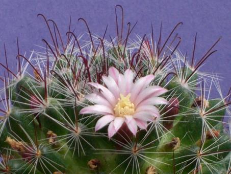 Mammillaria gilensis Villa Garcia, Zacatecas, MEX 