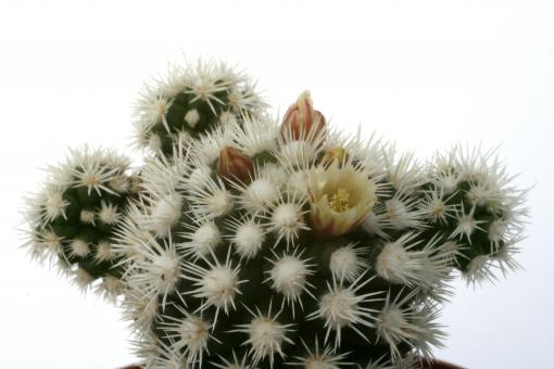 Mammillaria gracilis Buenavista 