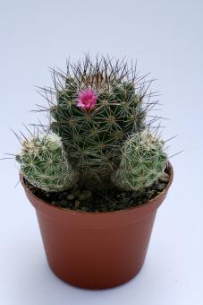 Mammillaria gracilis Antje 