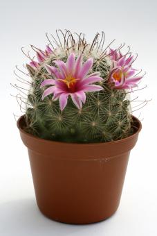Mammillaria grahamii *2^ % DJF1000 Pima Co, Rincon Mts., NM, MEX 