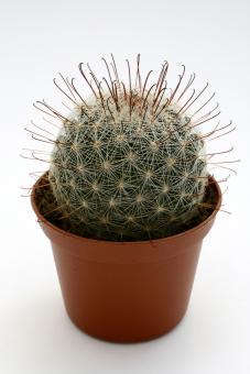 Mammillaria grahamii *2^ % SB1860 Steins, NM, USA 