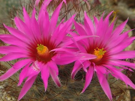 Mammillaria guelzowiana v. robustior 