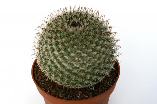 Mammillaria haageana FO239 