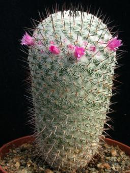 Mammillaria haageana 