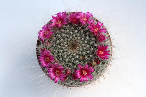 Mammillaria hahniana 