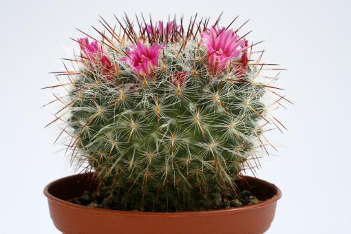 Mammillaria hahniana 
