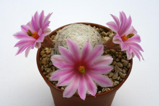 Mammillaria herrerae 