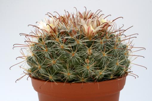 Mammillaria hirsuta Rep1515 Arroyos, Pila, SLP, MEX 