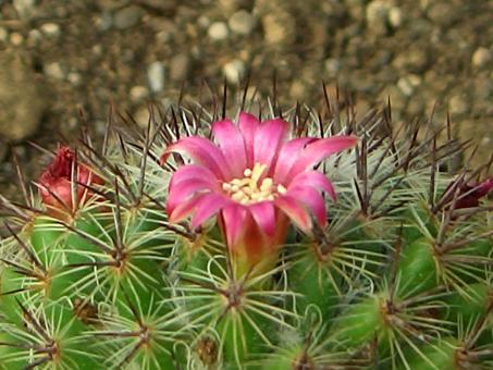 Mammillaria hubertmulleri Rep1460 El Cajon/Zapalco, Morelos, MEX, 1350m 