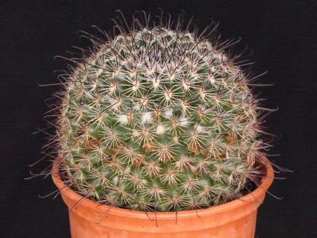 Mammillaria hubertmulleri Rep1460 El Cajon/Zapalco, Morelos, MEX, 1350m 