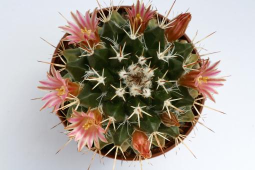 Mammillaria kewensis MG712 