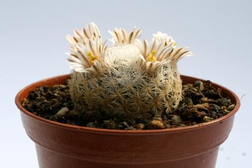 Mammillaria lasiacantha 