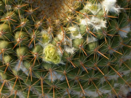 Mammillaria lindsayi 