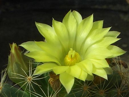 Mammillaria longimamma v. uberiformis % 