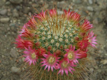 Mammillaria magnifica 