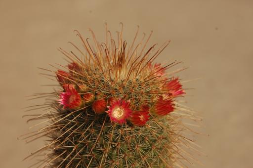 Mammillaria magnifica 