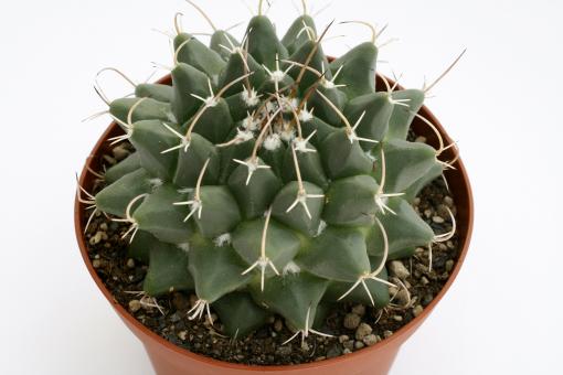 Mammillaria magnimamma 