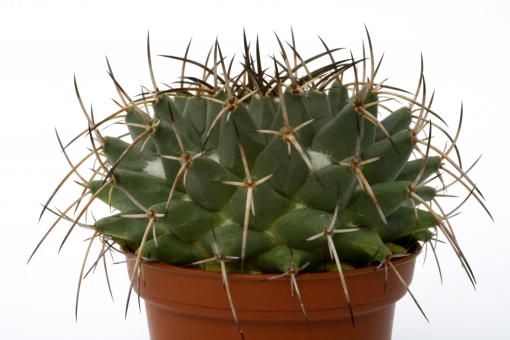 Mammillaria magnimamma 