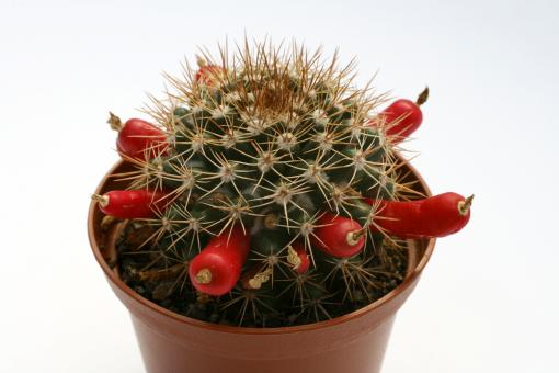 Mammillaria mammillaris 