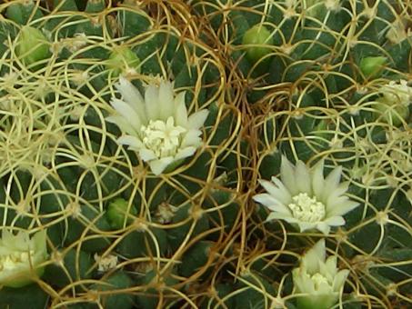 Mammillaria marnier-lapostollei 