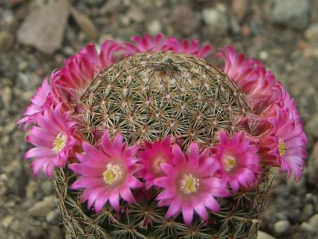 Mammillaria matudae 