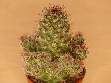 Mammillaria mazatlanensis v. occidentalis 