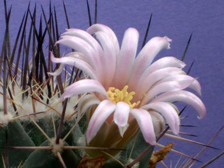 Mammillaria melanocentra v. rosea 