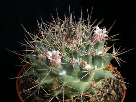 Mammillaria melanocentra 