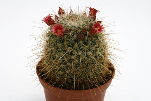 Mammillaria meyranii v. michoacana ML646 Tuxpan, Michoacan, MEX, 1850m 