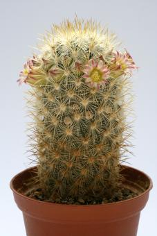 Mammillaria microhelia Fuentezuelas, Qro, MEX 