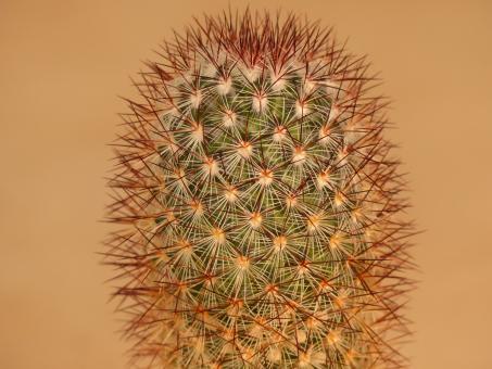 Mammillaria microhelia v. droegeana 