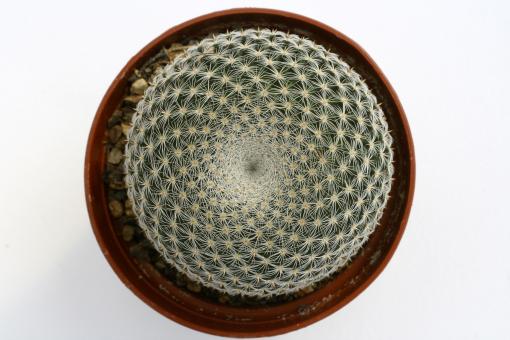 Mammillaria microthele 