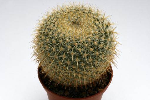 Mammillaria muehlenpfordtii 