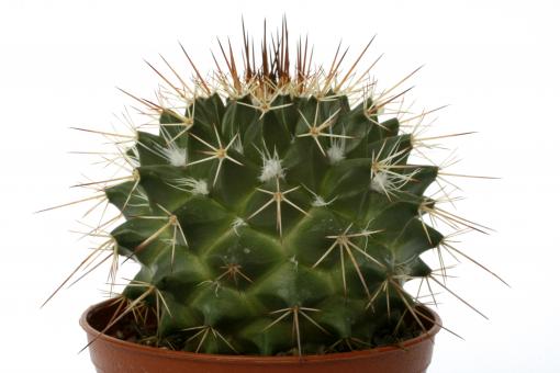 Mammillaria multiseta 