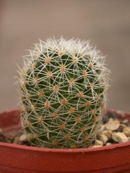 Mammillaria napina 