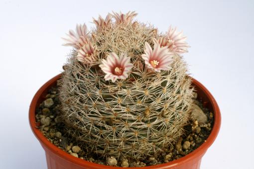 Mammillaria neobertrandiana San Pedro de las Colonias, Coah, MEX 