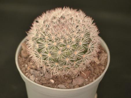 Mammillaria neobertrandiana San Pedro de las Colonias, Coah, MEX 